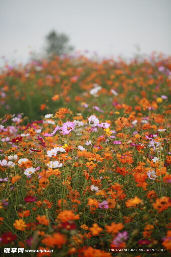 五彩花海绽放美丽瞬间