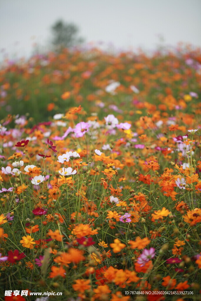 绚烂花海绽放迷人色彩