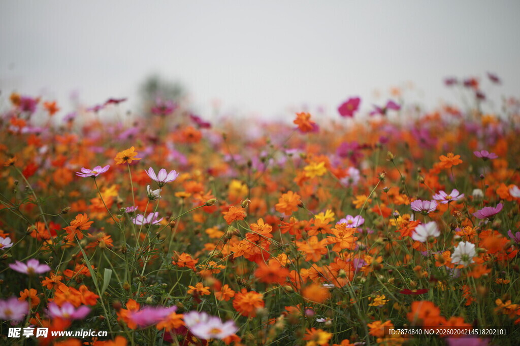 多彩野花绽放的美丽花田