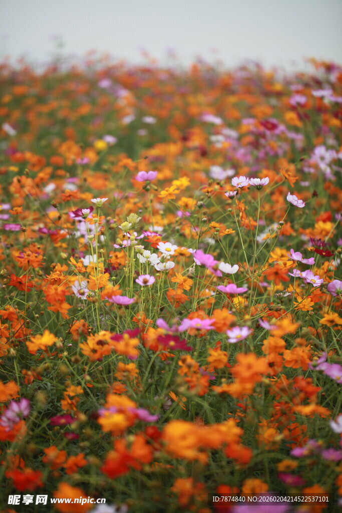 绚烂花海绽放多彩魅力