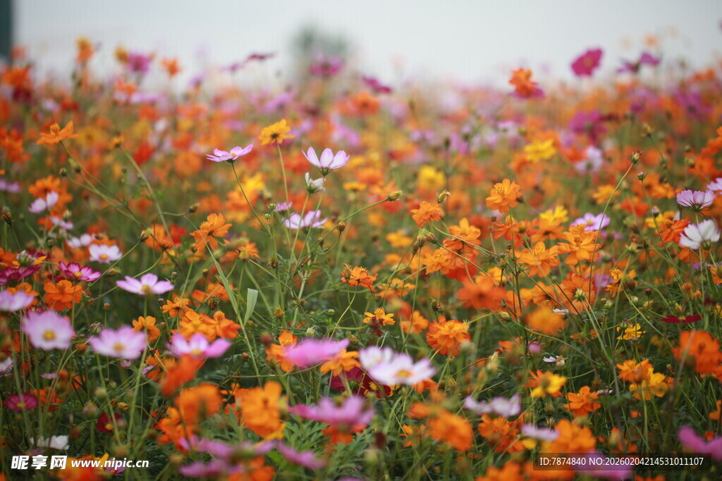 绚烂花海绽放多彩世界