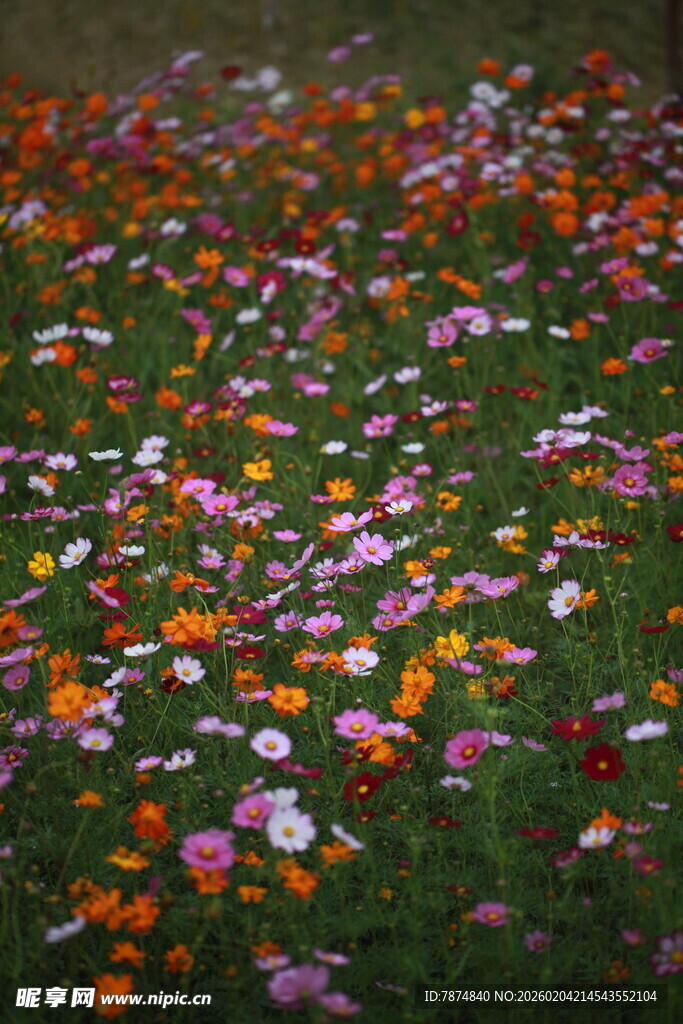缤纷花海铺满翠绿草地