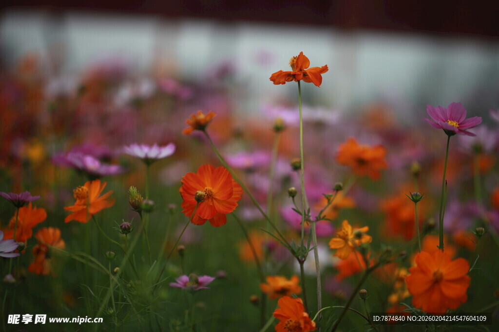 多彩花丛中的美丽蝴蝶