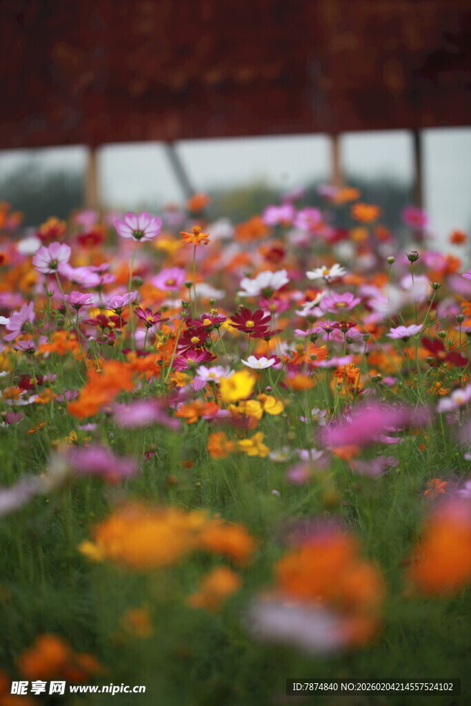缤纷花海绽放绚烂色彩