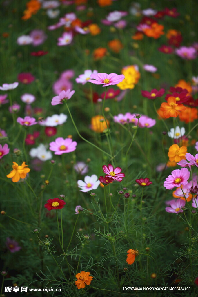 多彩野花绽放于绿草地