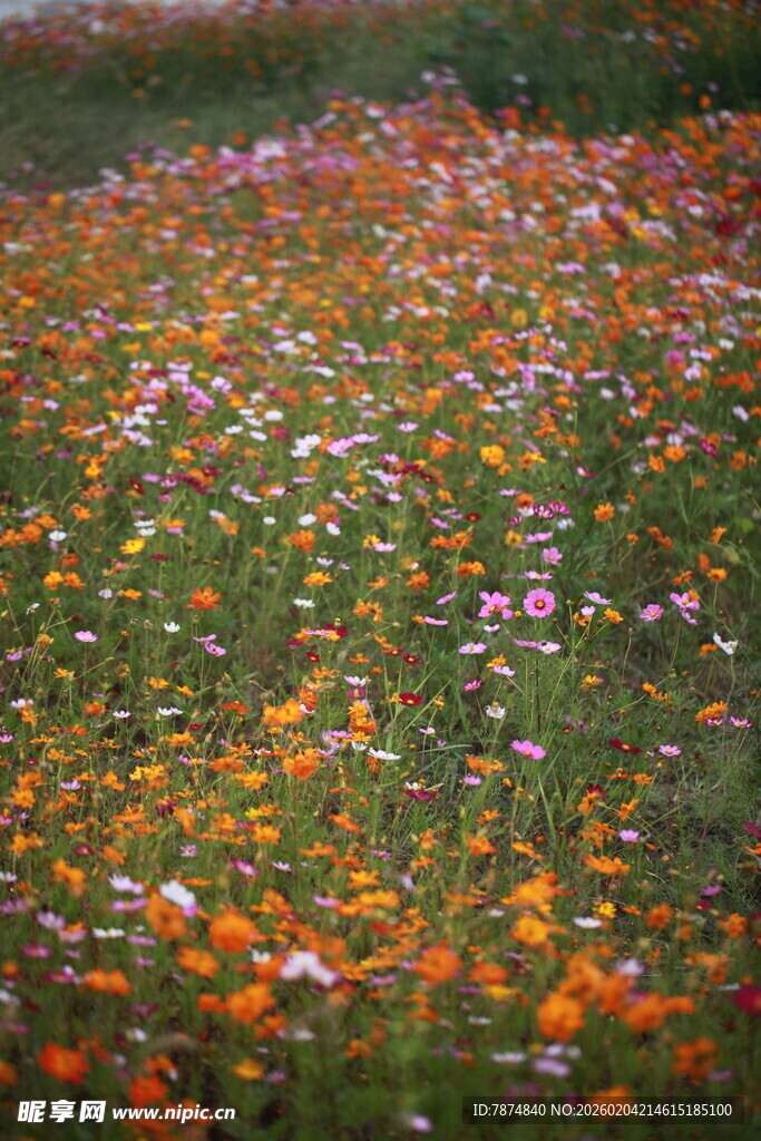 多彩野花铺满翠绿草地
