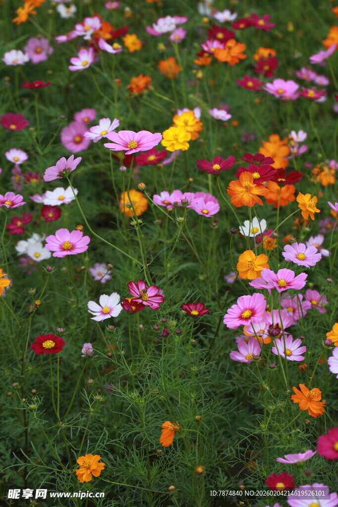 五彩斑斓的花卉盛放场景