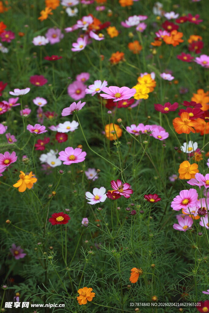 五彩斑斓的花卉绽放