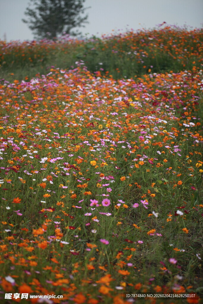 花海烂漫 自然绚丽之景