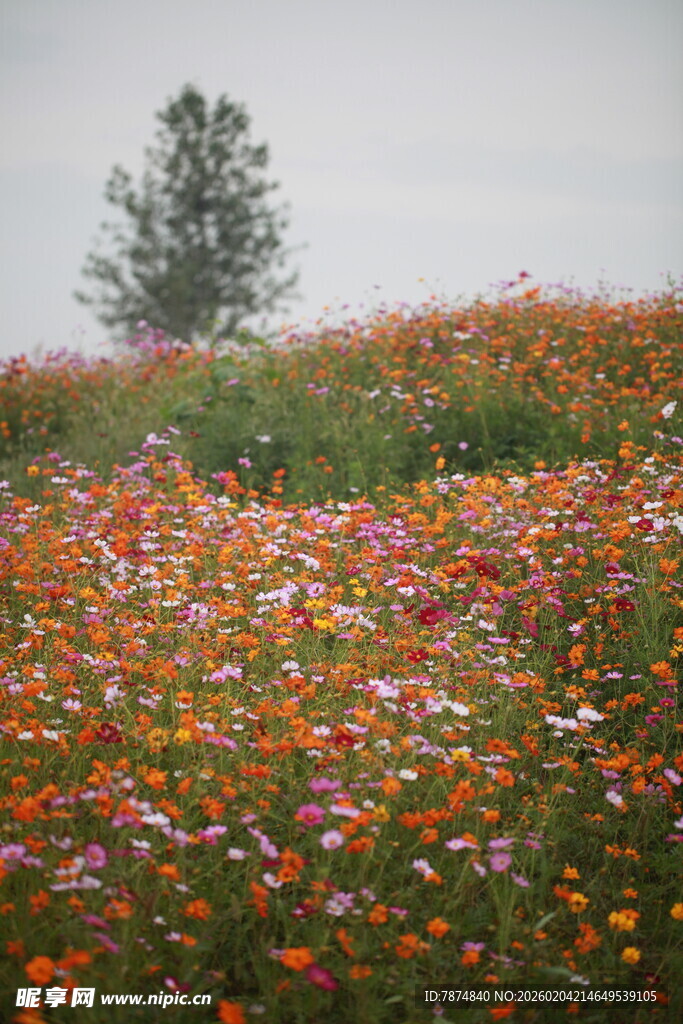 花海中独立的一棵树
