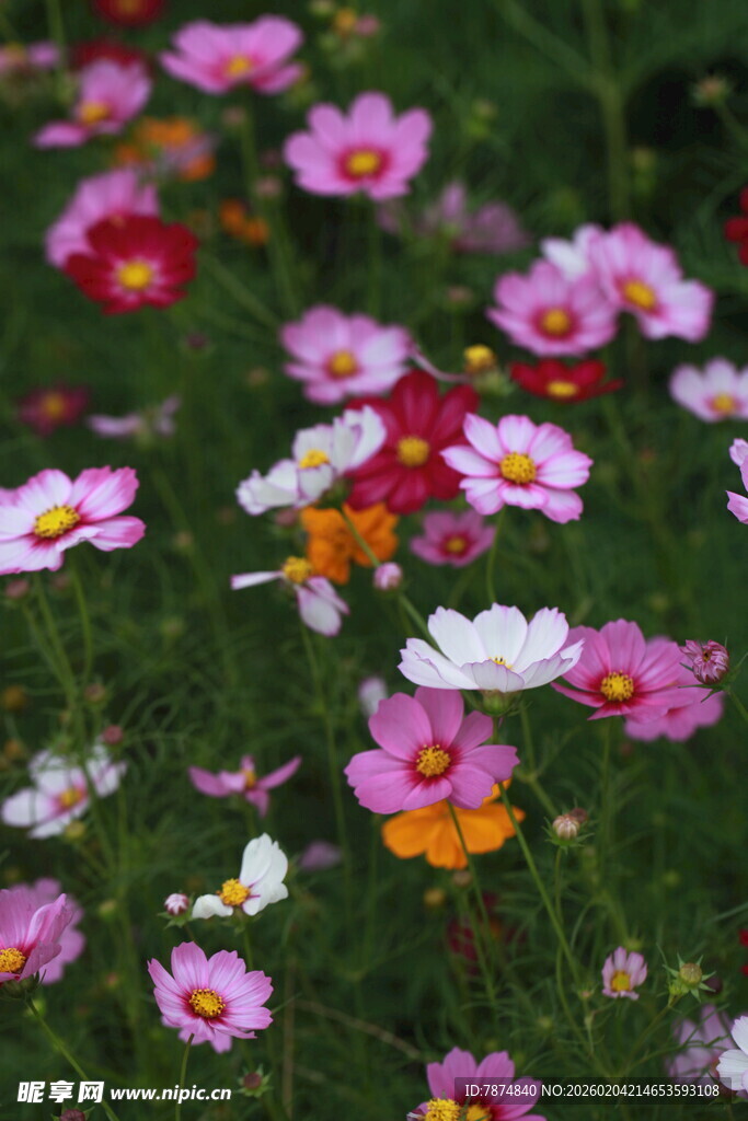 多彩格桑花绽放于草地