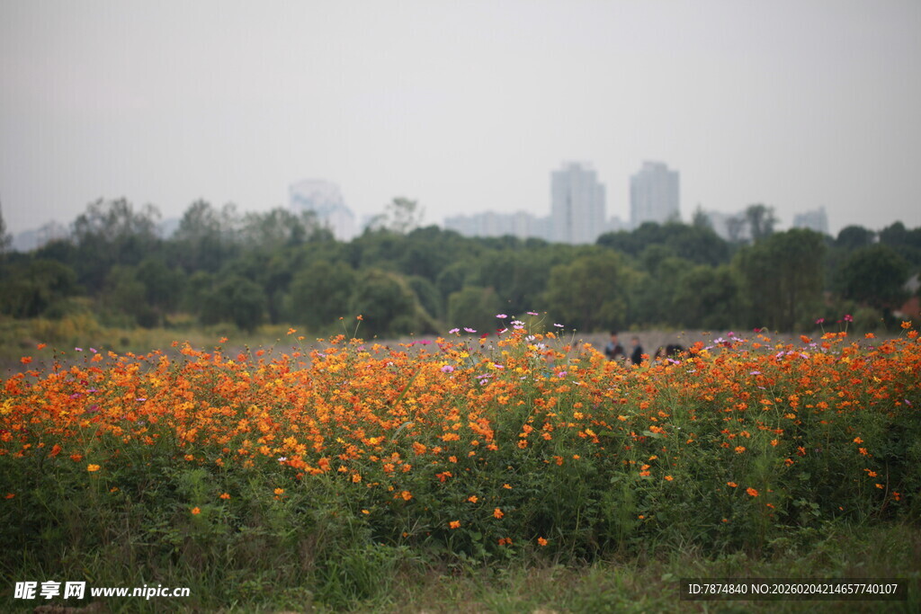 花海美景 远处城市朦胧