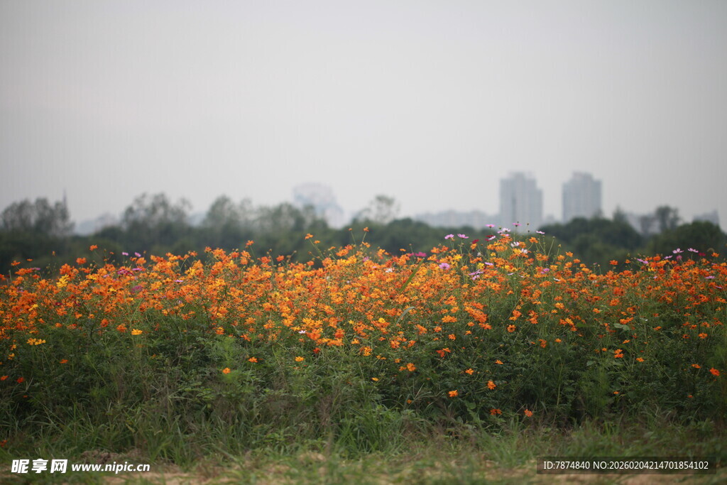 橙色花海 自然美景如画