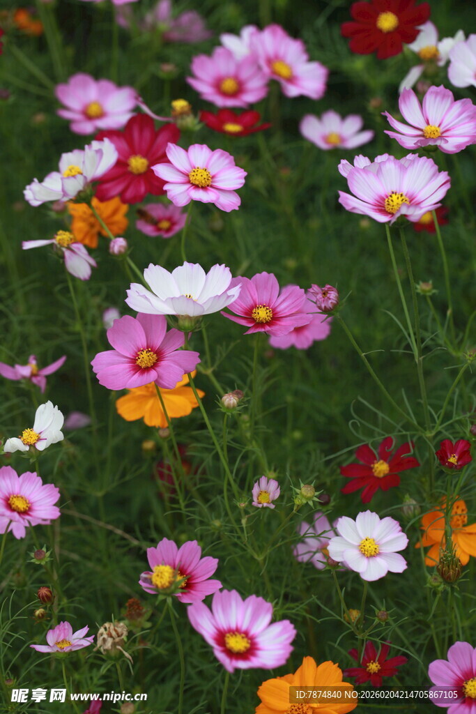 多彩格桑花绽放于草地