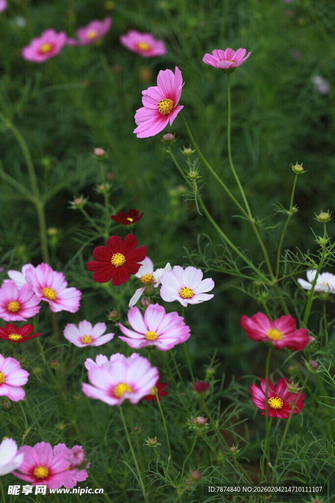 缤纷格桑花绽放于绿野