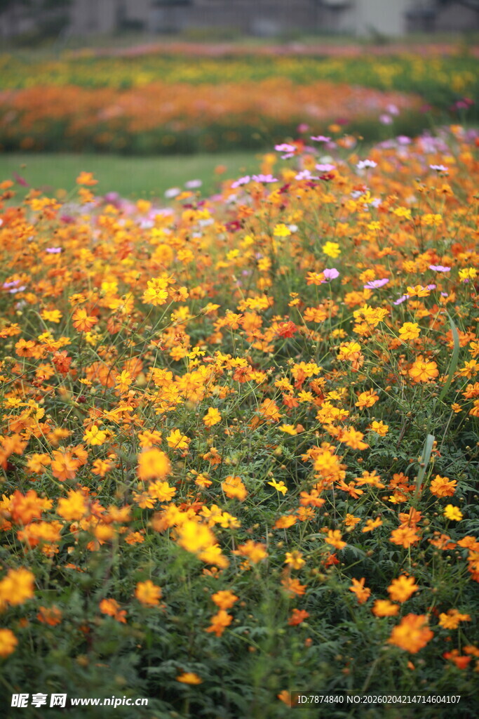 绚烂花海绽放迷人色彩