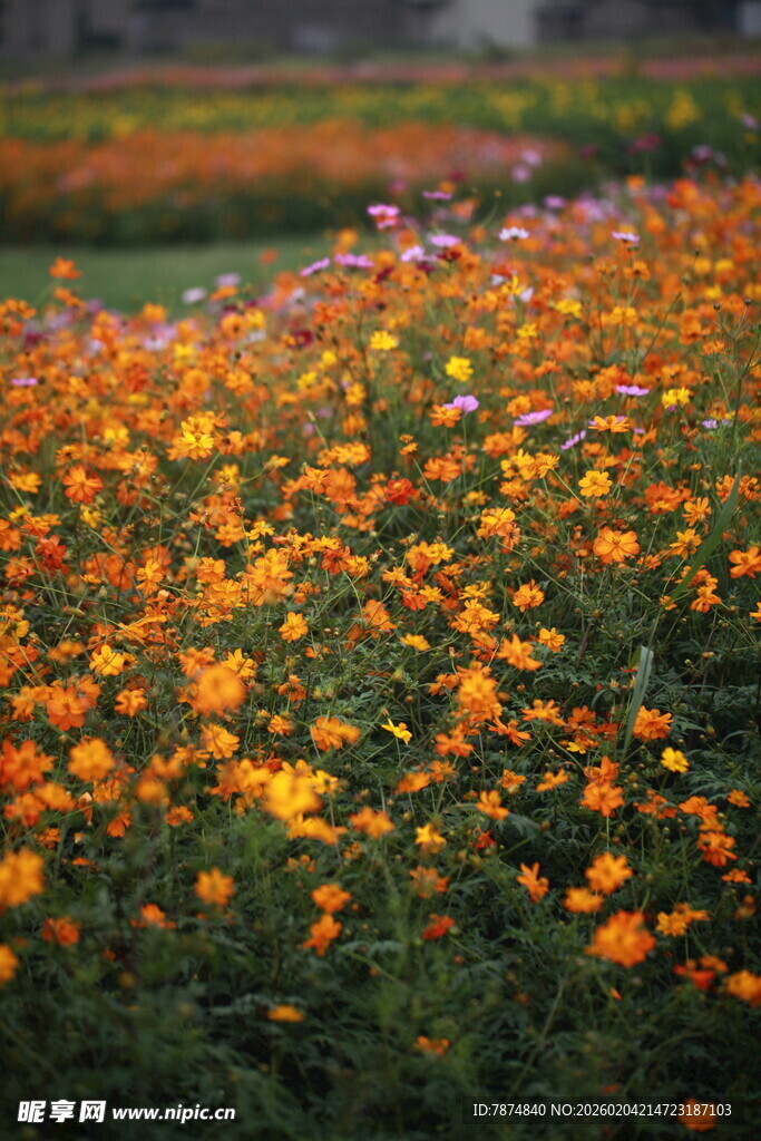 绚烂花海绽放迷人光彩