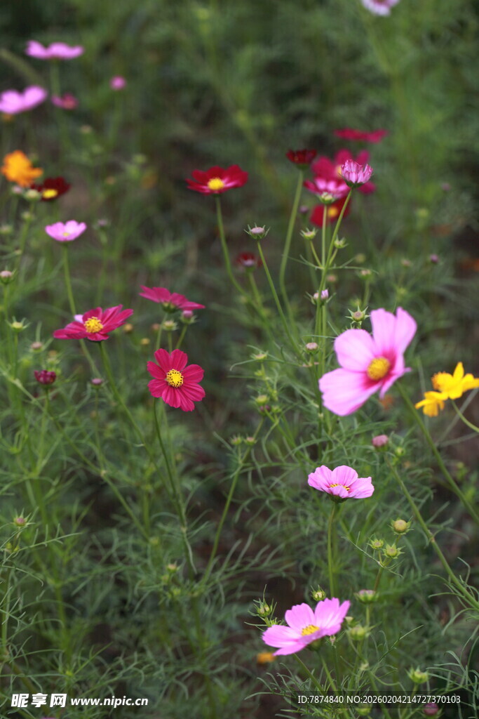 多彩格桑花绽放于绿野