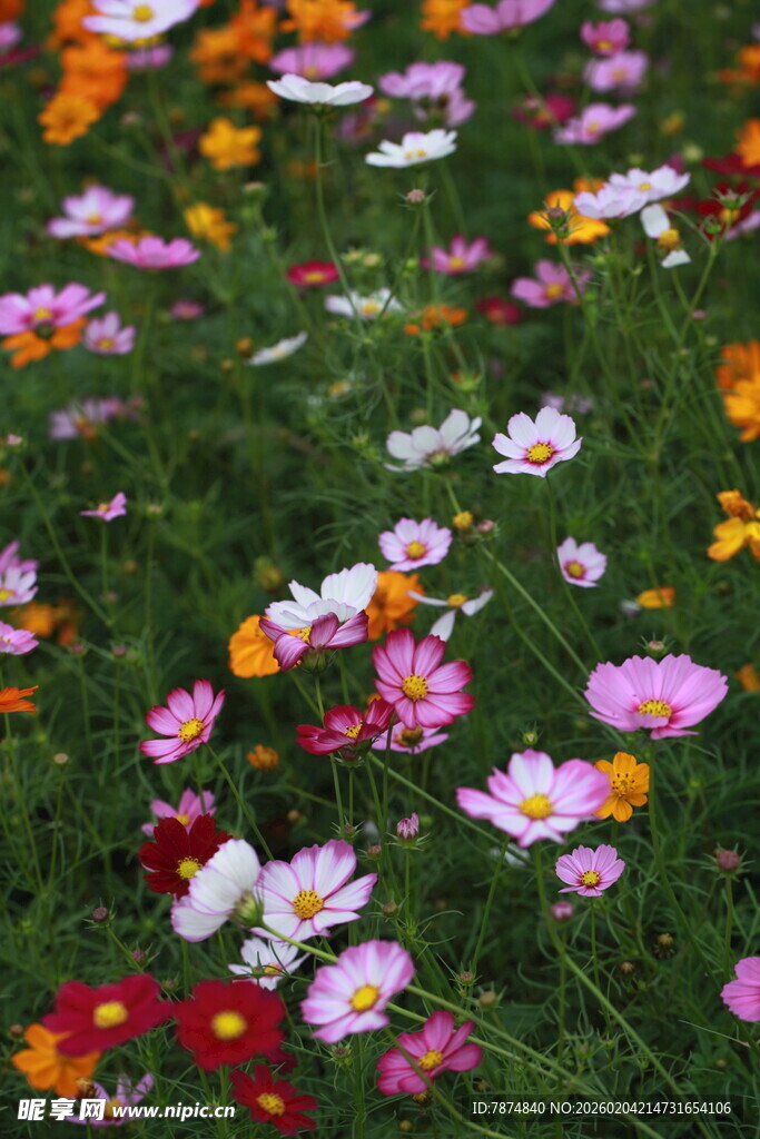缤纷花海 多彩格桑绽放