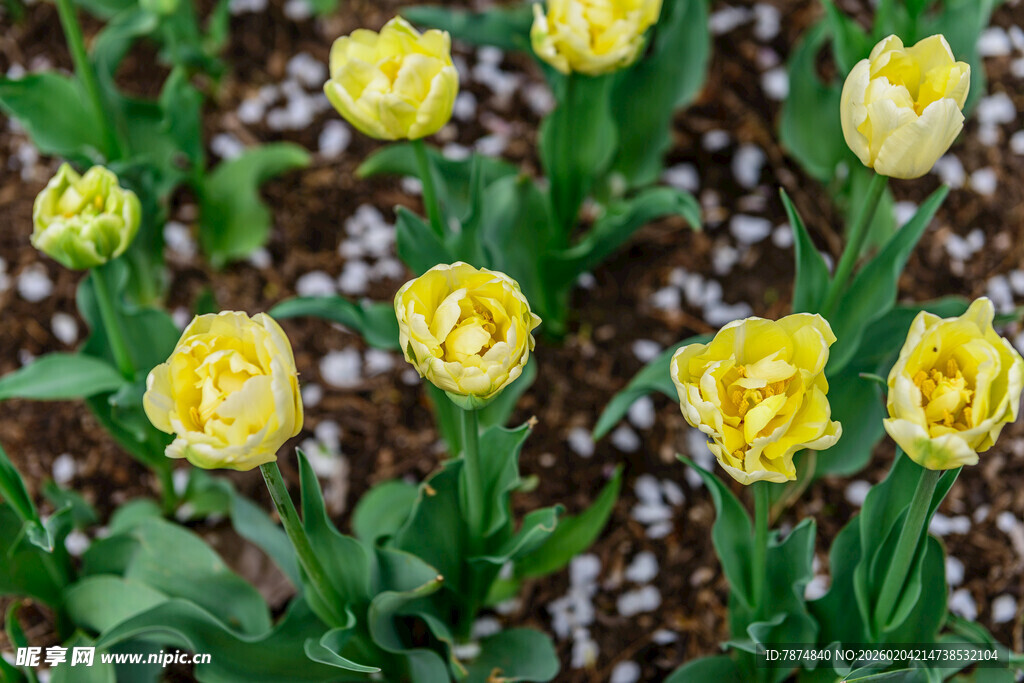 黄色郁金香花卉绽放