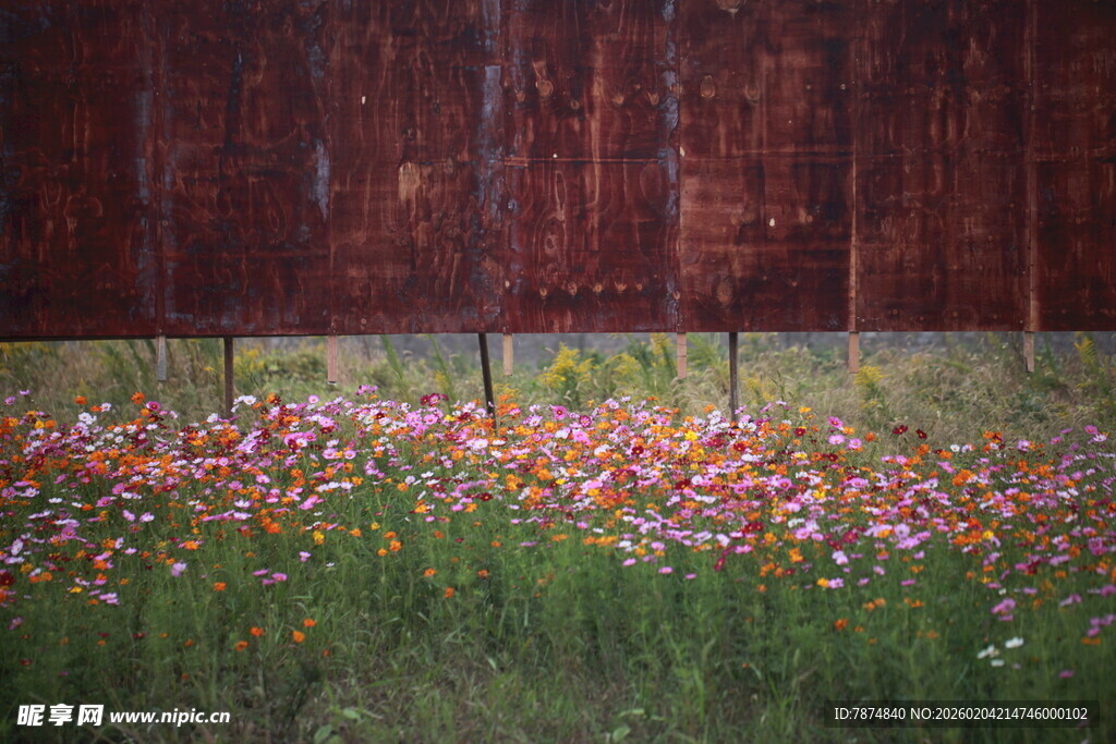 木栏前绽放的多彩小花