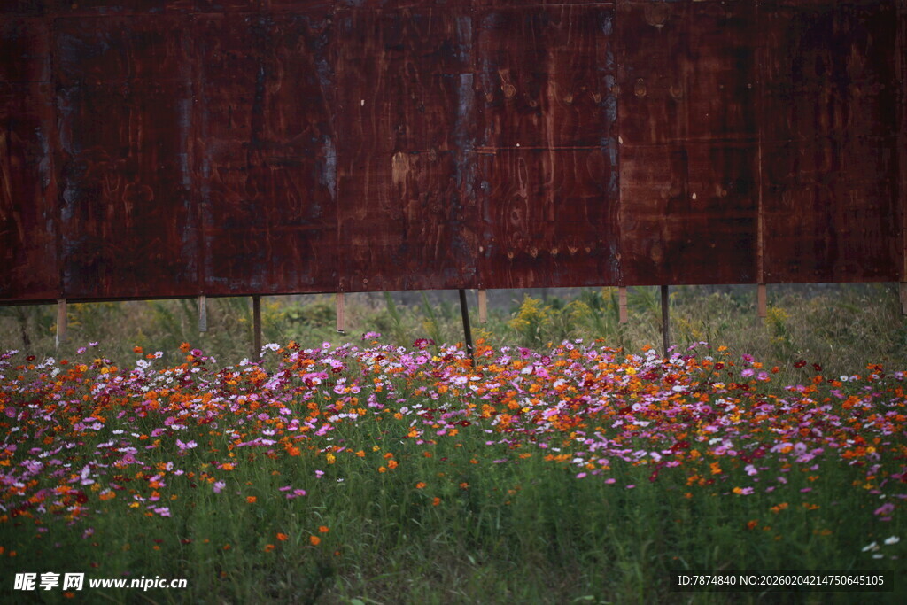 红墙下的缤纷野花