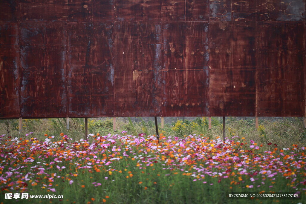 红墙下的缤纷野花