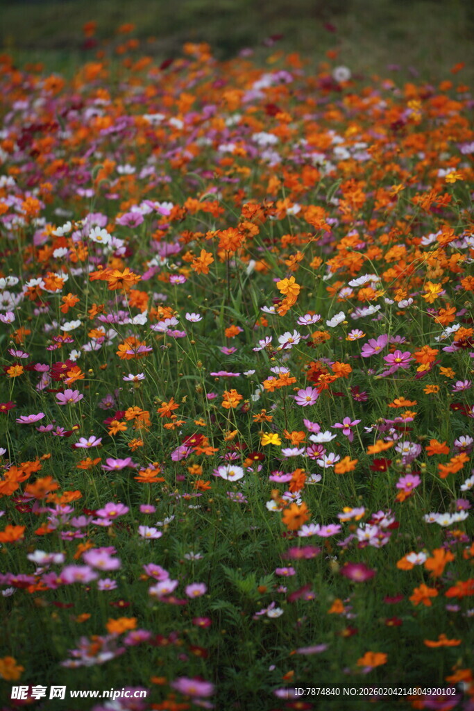 五彩斑斓的烂漫花海