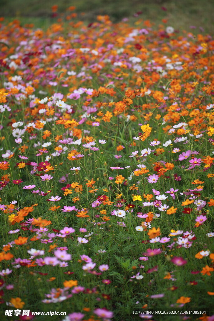 五彩斑斓的花海绽放