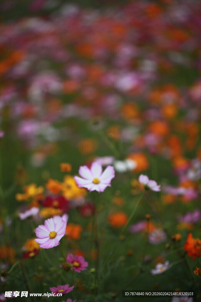 缤纷花海中的娇艳小花