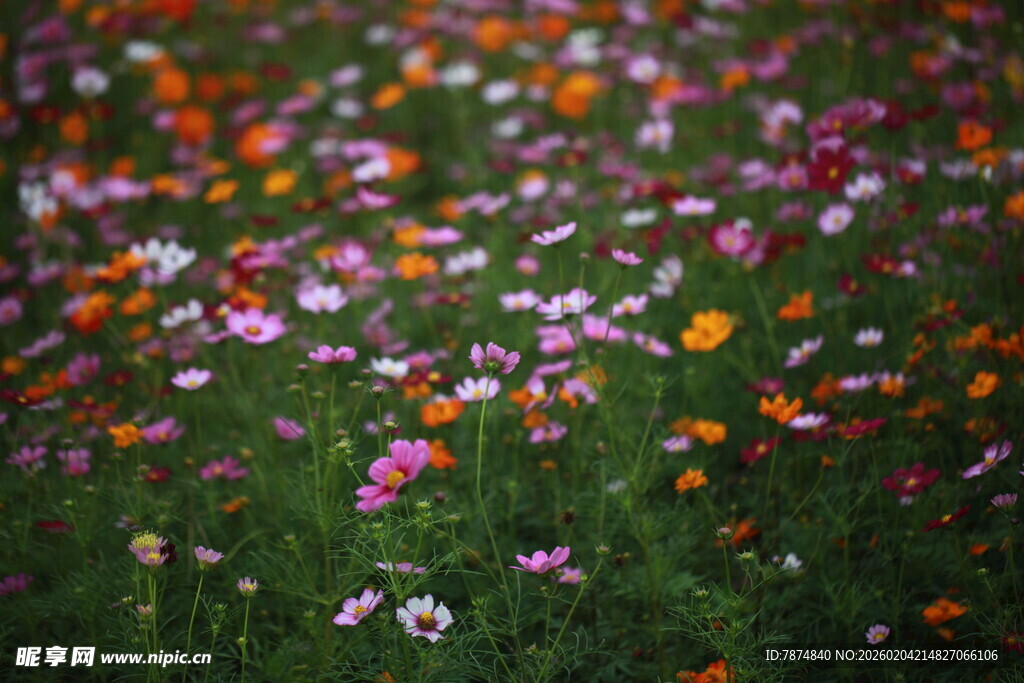 多彩野花绽放于绿野