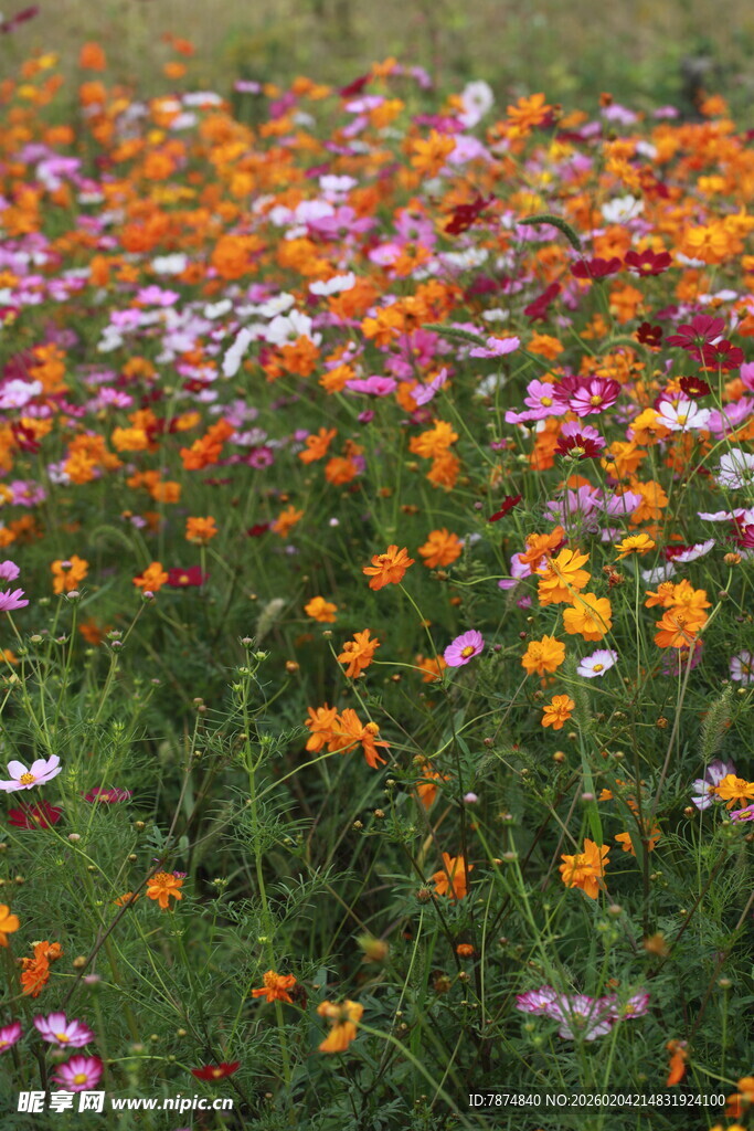 多彩格桑花绽放的花田