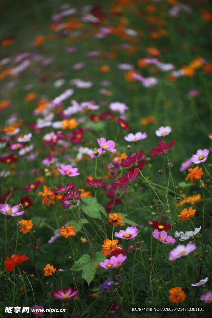 多彩野花绽放于绿茵间