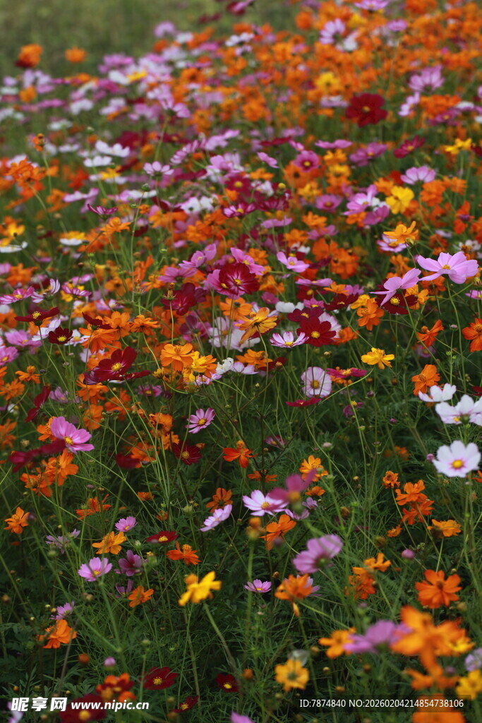 五彩斑斓的野花盛放场景
