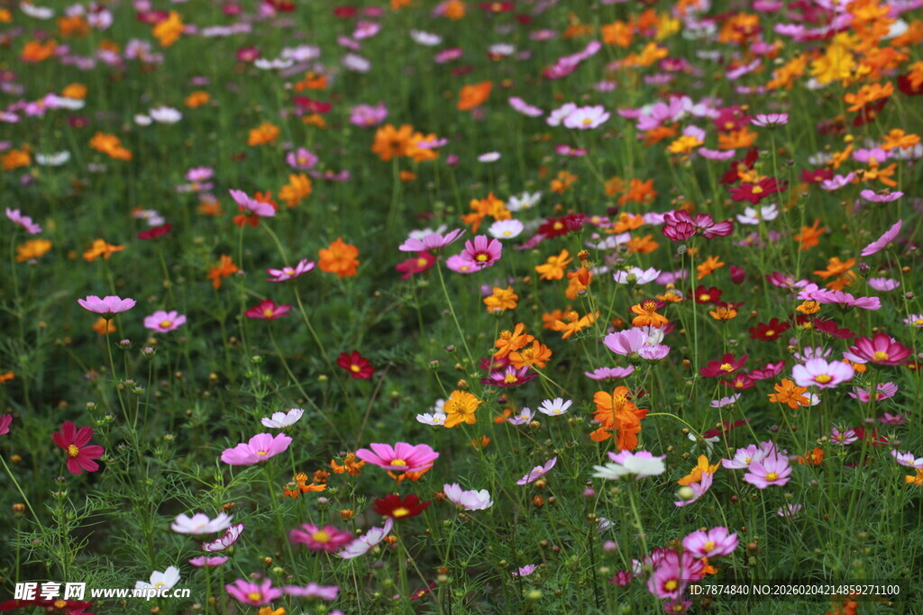 五彩斑斓的野花盛放场景