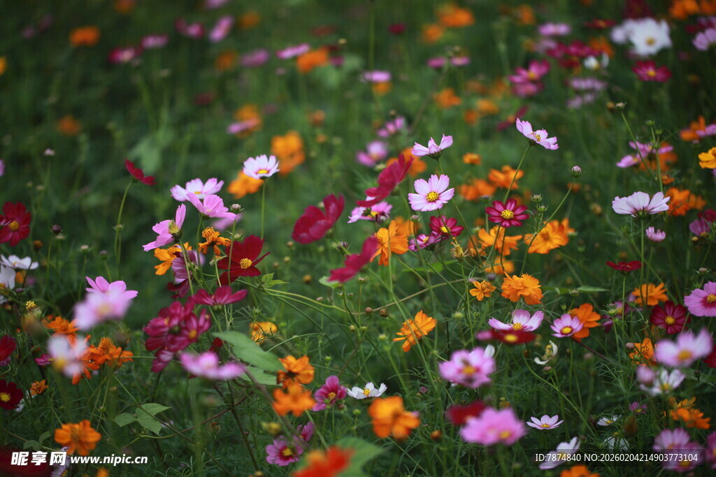 多彩野花绽放于绿野