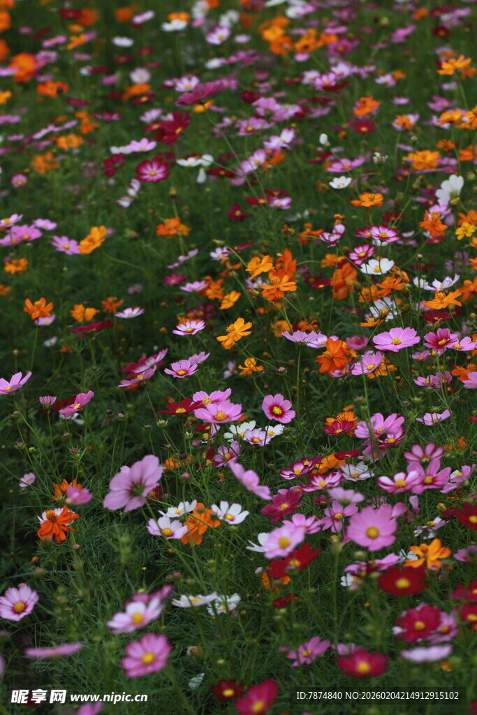 缤纷花海绽放绚丽色彩