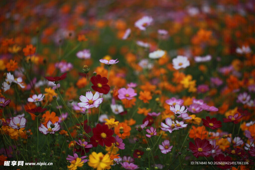 多彩野花绽放的美丽图景