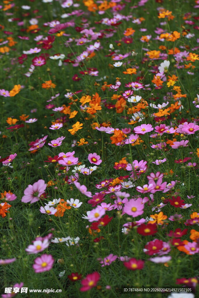 缤纷花海 绽放自然之美
