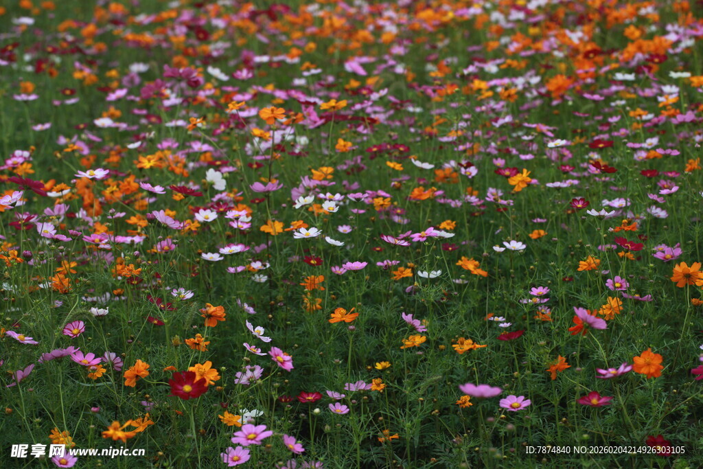 五彩斑斓的野花盛放图景