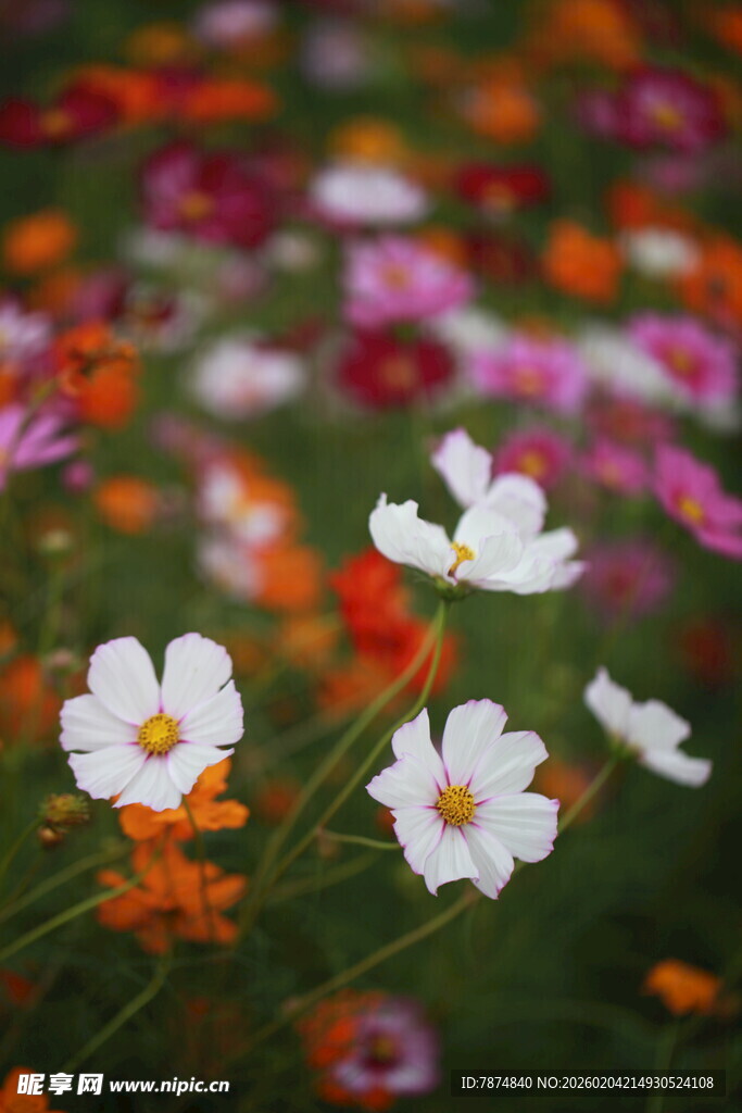 多彩格桑花绽放美景