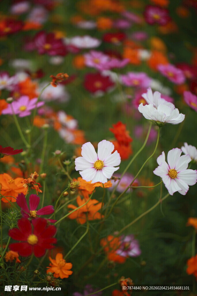 多彩格桑花绽放于绿野