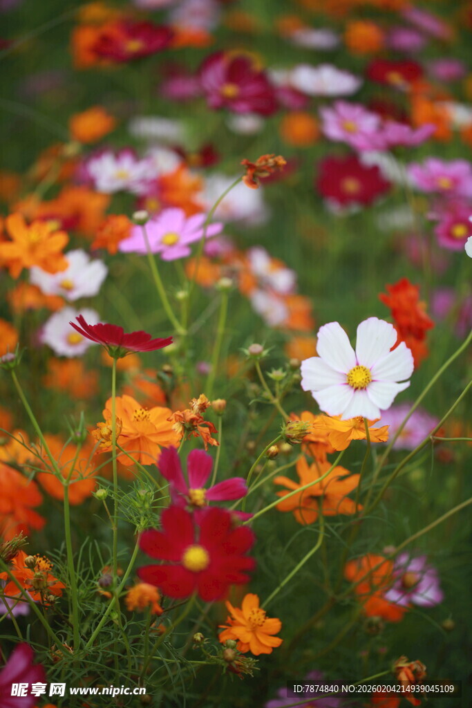 缤纷花海绽放美丽瞬间