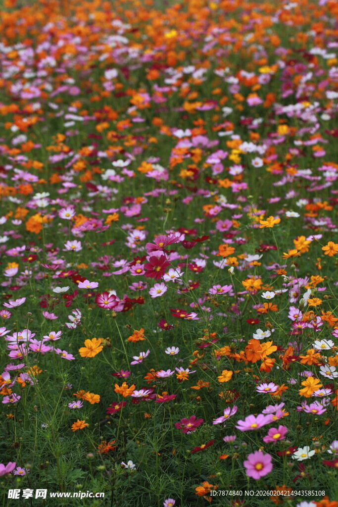 多彩格桑花花海美景
