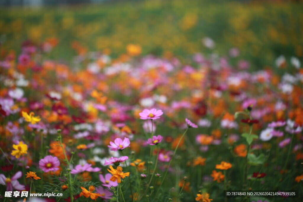缤纷花海 绽放自然之美