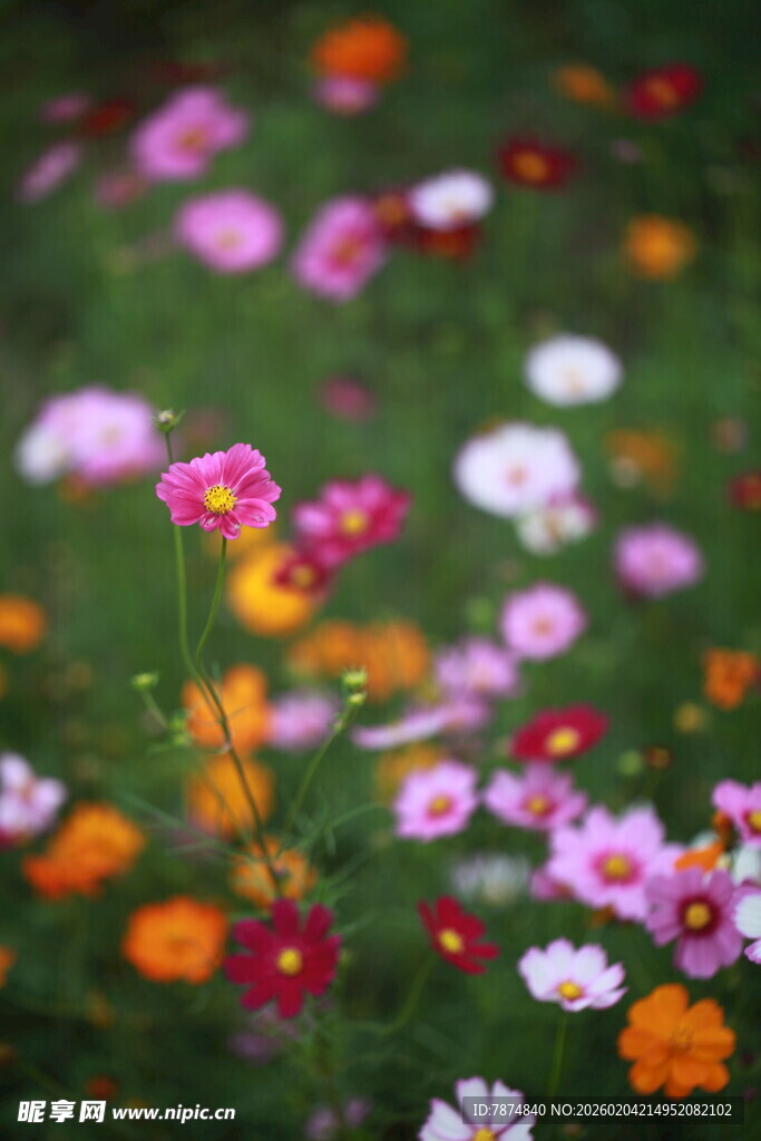 缤纷野花绽放于绿野