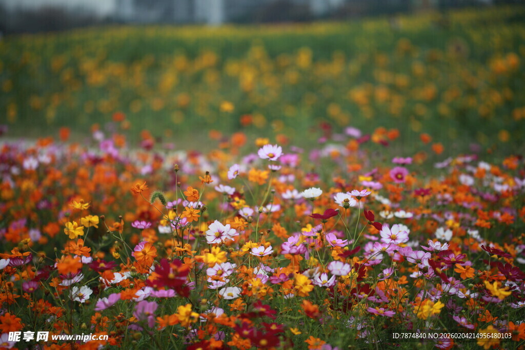 多彩花海绽放绚丽美景