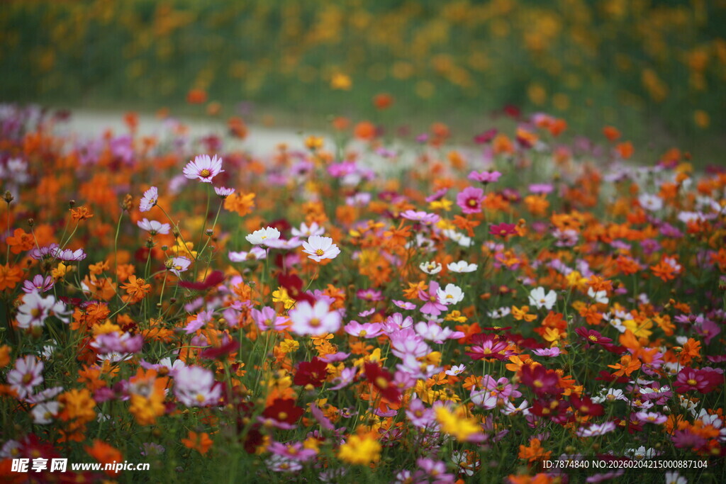 多彩花卉铺满地面景观