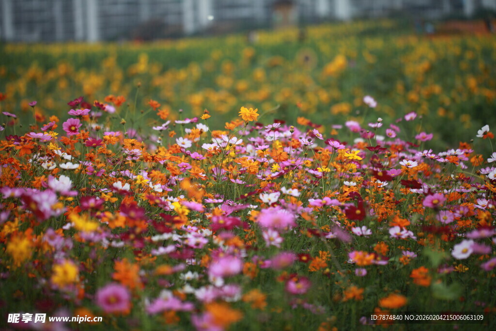 多彩花海绽放迷人景致