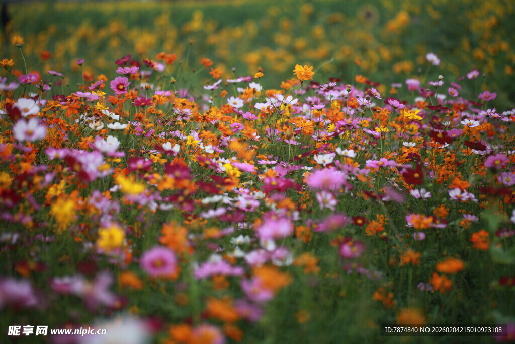 五彩斑斓的绚烂花海